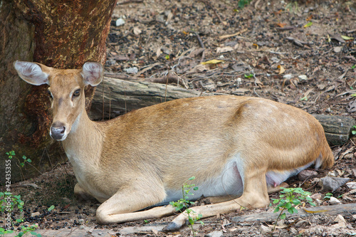 Fototapeta Naklejka Na Ścianę i Meble -  Burmese Brow - Antlered Deer (Eld's Deer)
