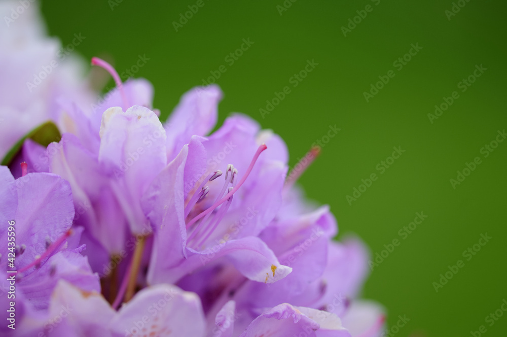 rhododendron 23 rhododendron 23