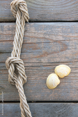 Shells and marine rope on a wooden board