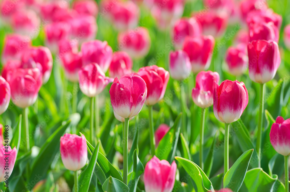 Flowers tulips in the garden