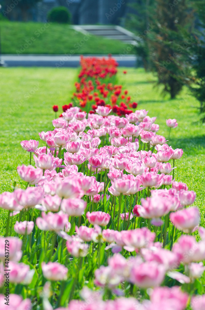 Garden with tulip flowers in summer