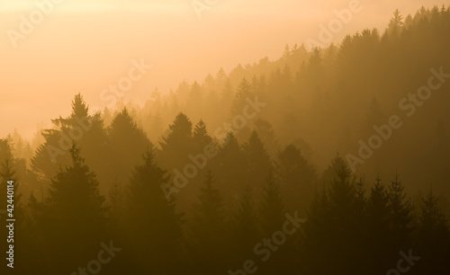 Sonnenaufgang über Waldlandschaft