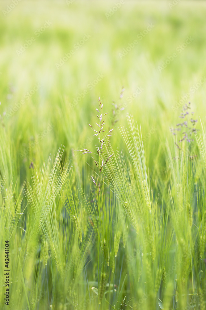 Barley field.