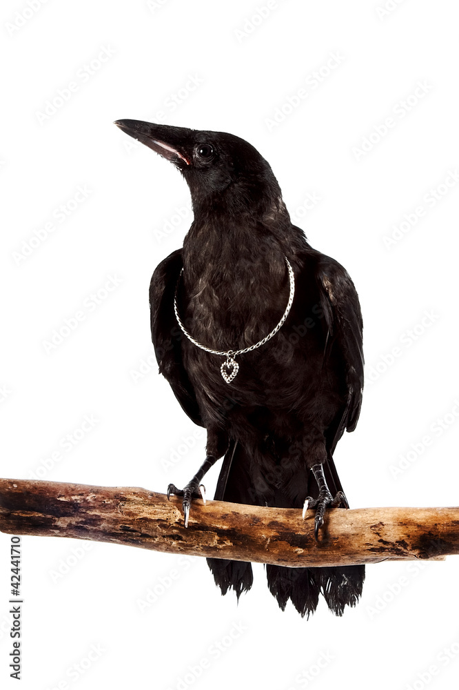 Fototapeta premium The black bird sits on a branch with a silver hear