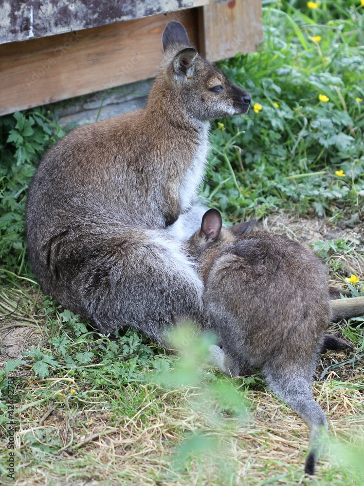 Bennettkänguru mit Jungtier Bennettkänguru mit Jungtier