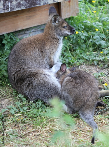 Bennettkänguru mit Jungtier