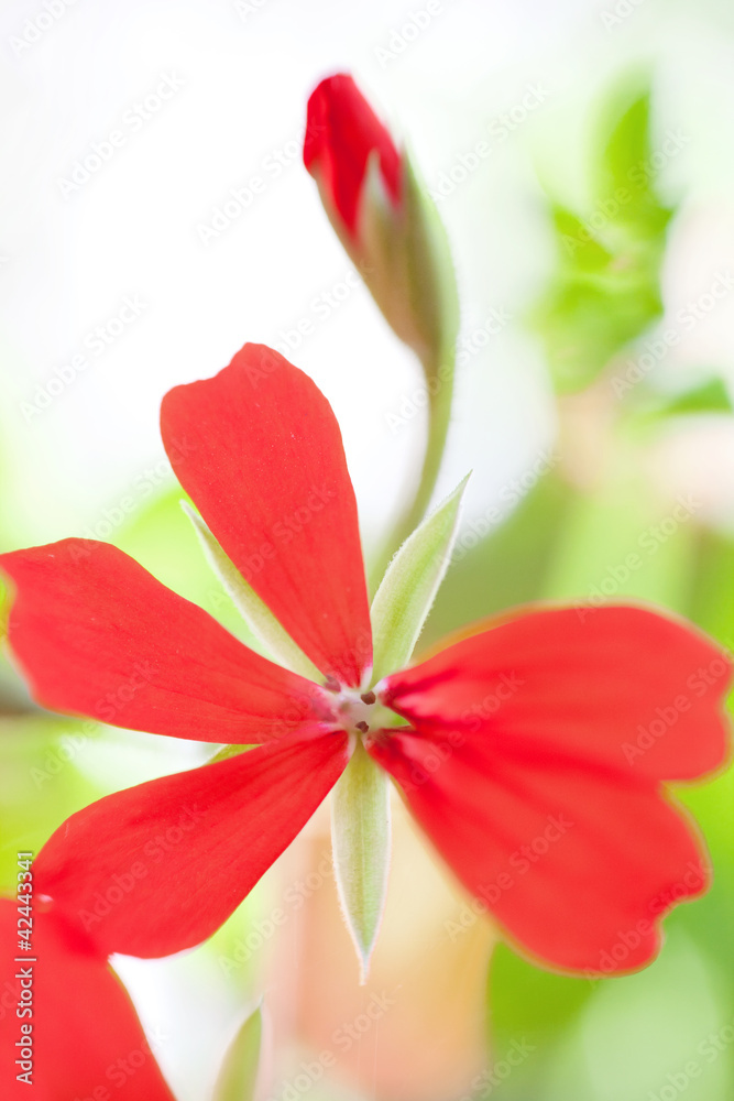Geranium flower close up Geranium flower close up