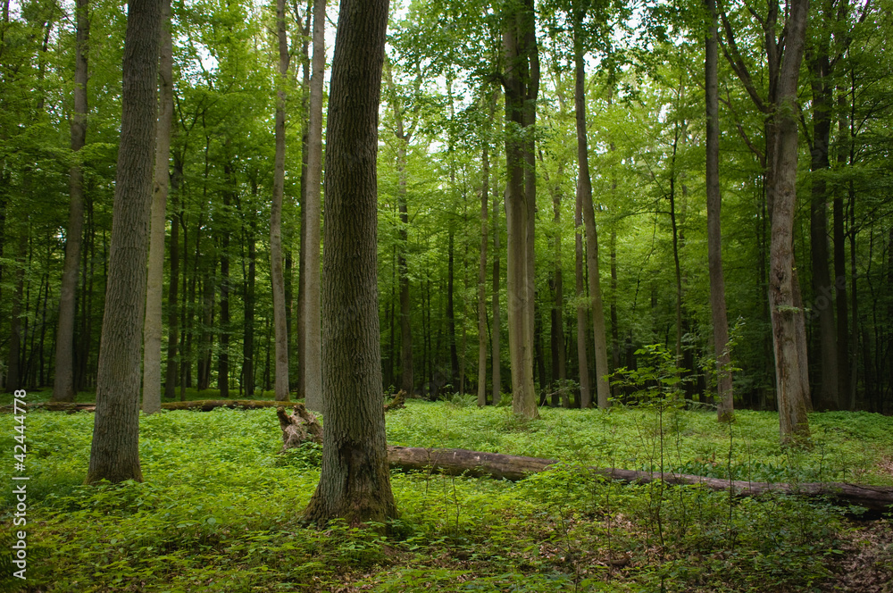 Oak forest