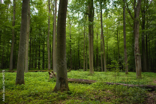 Obraz na płótnie Oak forest w salonie