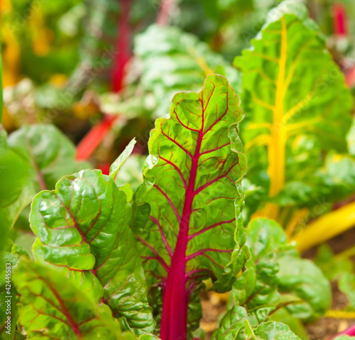 Fotografija Rainbow chard