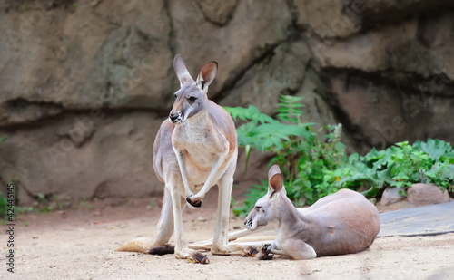 Chicago zoo photo