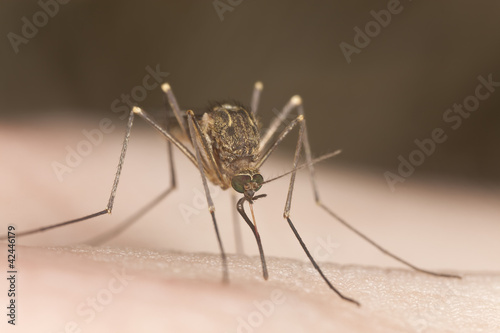 Mosquito sucking blood, extreme close-up with high magnification © Henrik Larsson