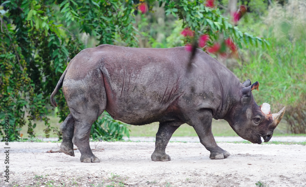 Naklejka premium rhinos