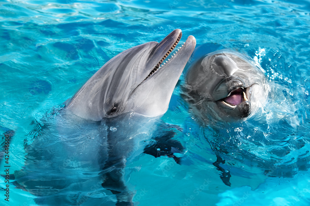 Obraz premium Sparuj zespół delfinów