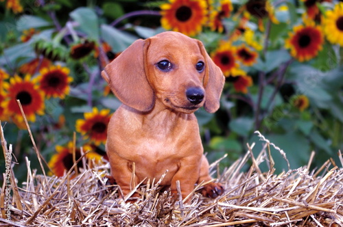 Dachshund Puppy Dog & Sunflowers photo