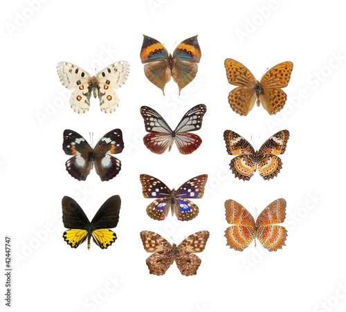 butterfly set © defun