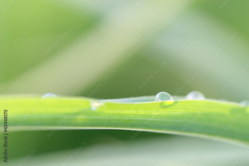 dew on grass leaf dew on grass leaf