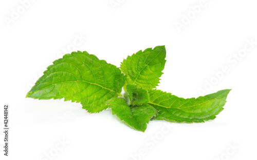 Fresh mentha or mint leaves