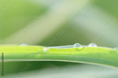 dew on grass leaf