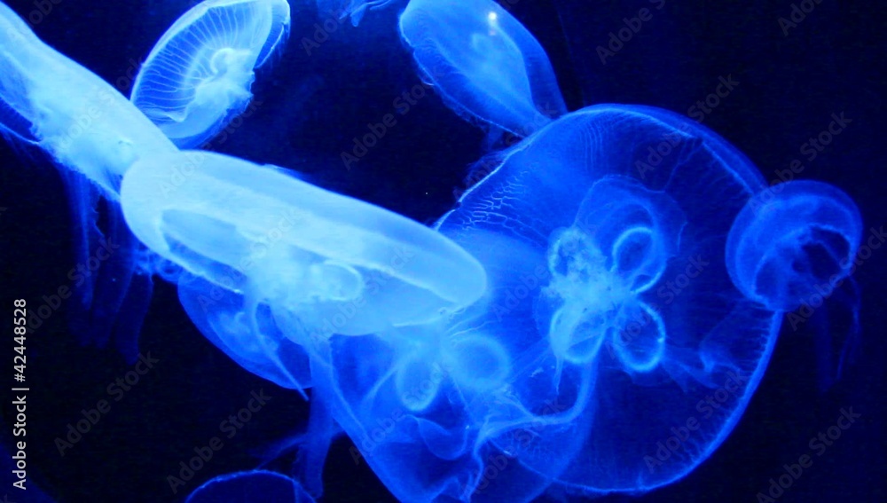 meduse meduse