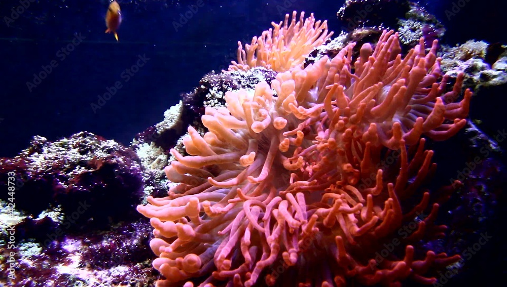 pesce pagliaccio e anemone pesce pagliaccio e anemone