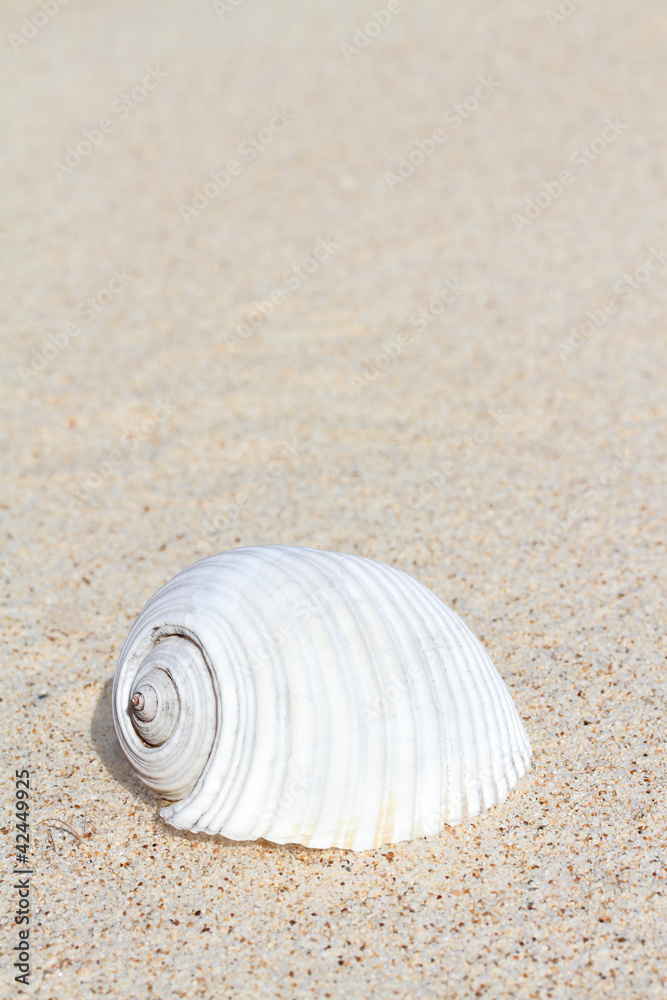 White seashell on sand with copy space