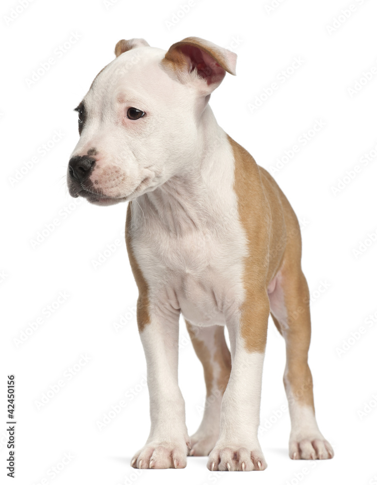 American Staffordshire Terrier puppy, 2 months old