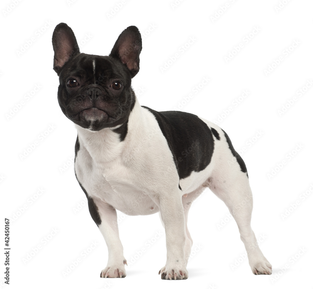 French Bulldog, 2 years old, portrait against white background