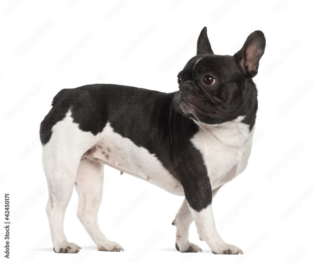 French Bulldog, 2 years old, standing against white background
