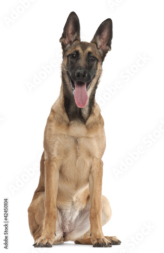 Belgian Shepherd Dog puppy  5 months old