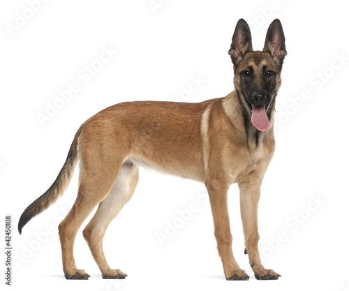 Foto Belgian Shepherd Dog puppy, 5 months old