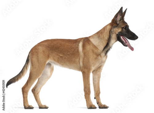 Belgian Shepherd Dog puppy, 5 months old © Eric Isselée