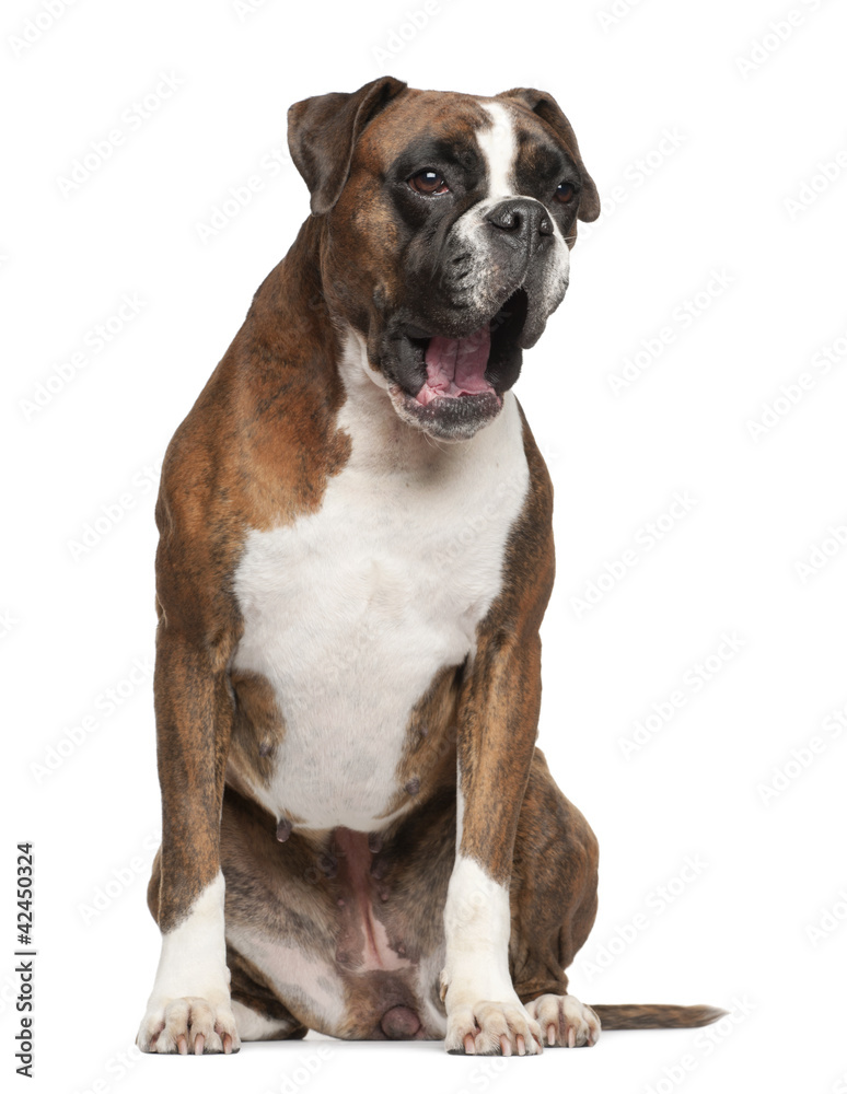 Boxer, 3 years old, yawning sitting against white background