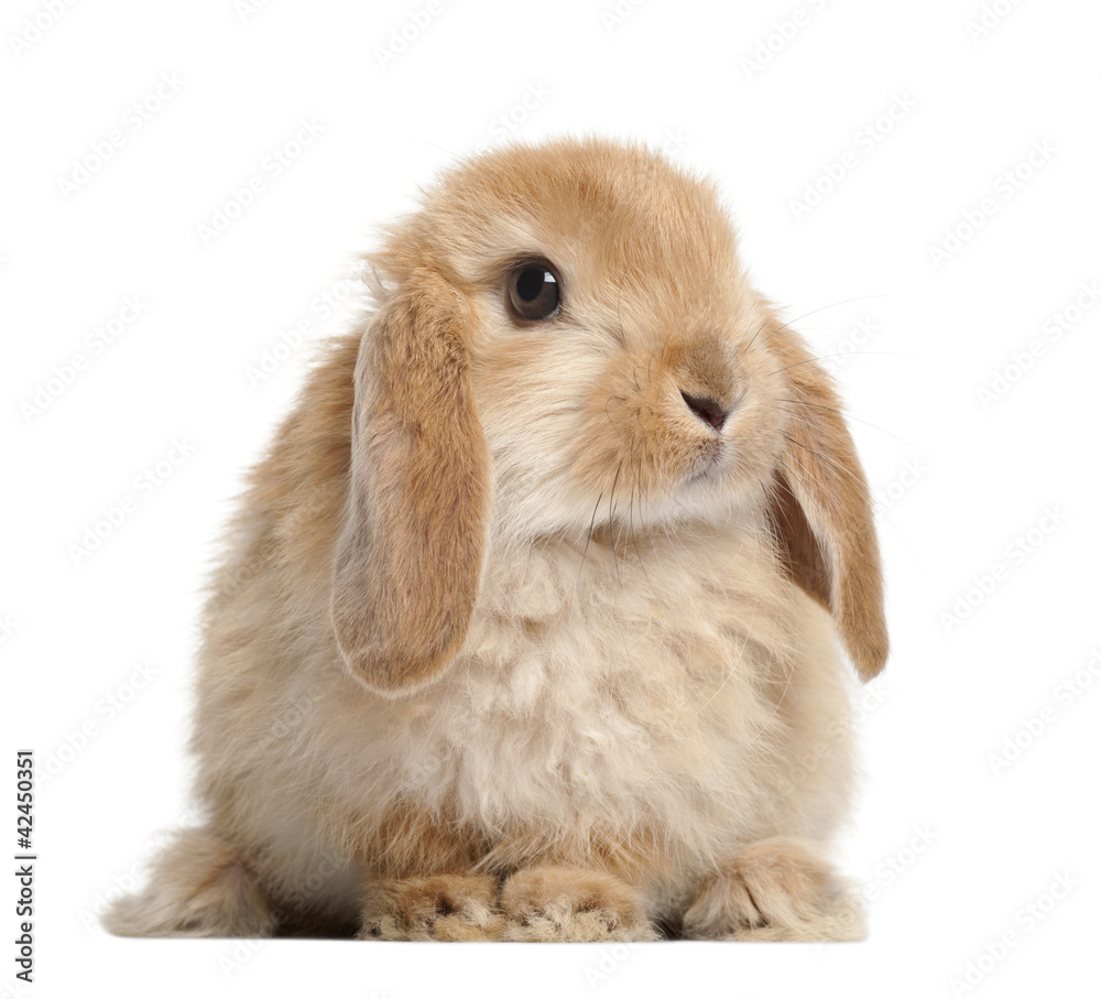 Rabbit against white background