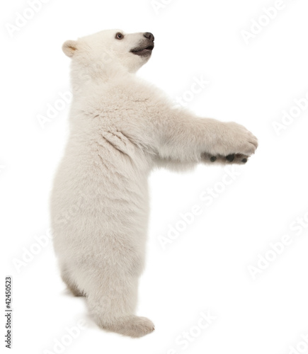 Polar bear cub, Ursus maritimus, 6 months old, standing