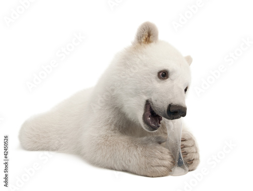 Polar bear cub, Ursus maritimus, 6 months old, with chew toy