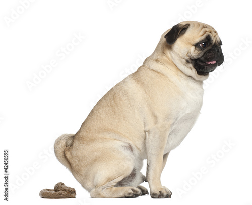 Pug, 3 years old, defecating against white background © Eric Isselée