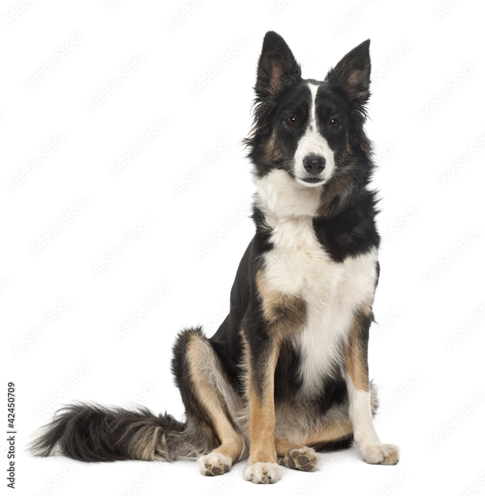 Border Collie, 1 year old, sitting against white background