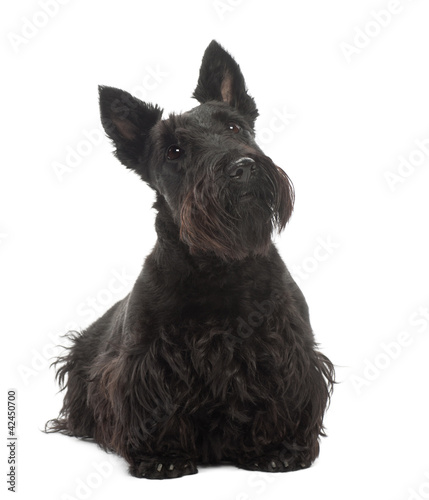 Vászonkép Scottish Terrier, 20 months old, standing