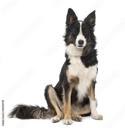 Border Collie  1 year old  sitting against white background