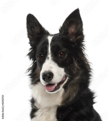 Border Collie, 1 year old, portrait against white background