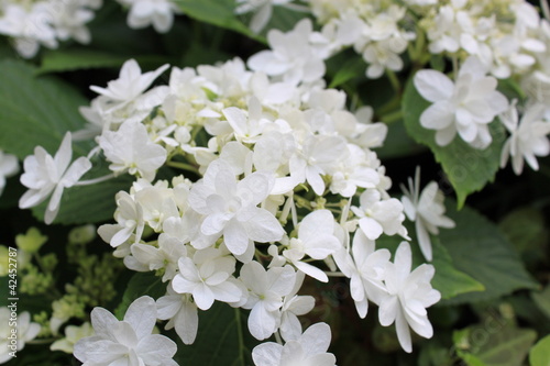 白いアジサイの花のアップ