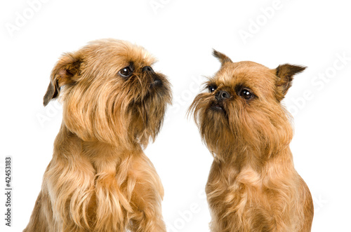 A couple of Griffon Bruxellois dogs photo