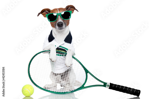 tennis dog © Javier brosch
