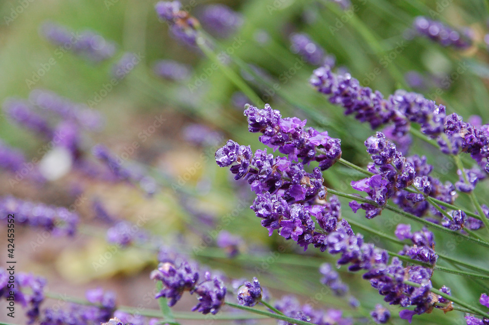 Naklejka premium Lavendel