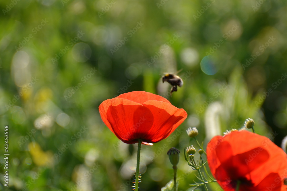 Naklejka premium poppy and bee 5