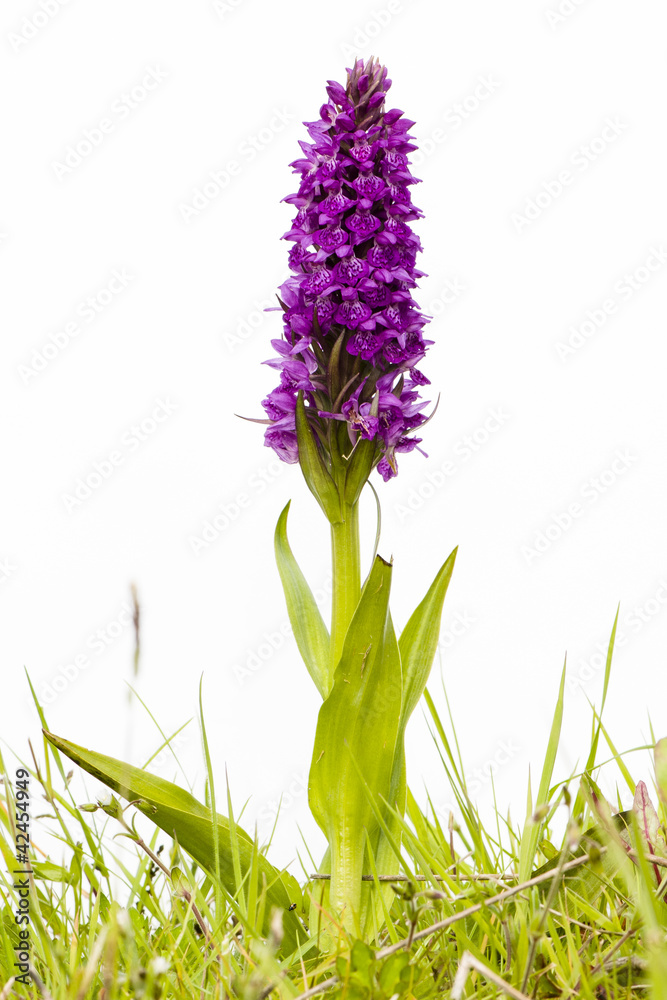 Fototapeta premium Common Spotted Orchid