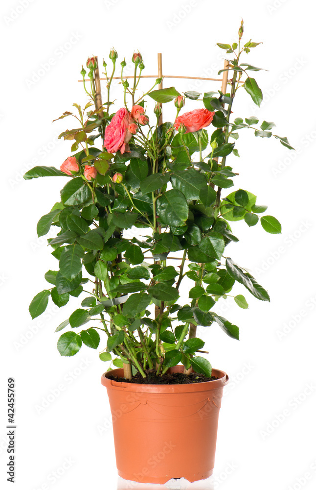Obraz premium beautiful roses bush in pot isolated on white