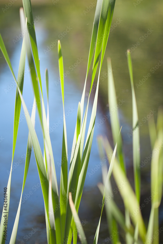 Obraz premium Grass at pond.