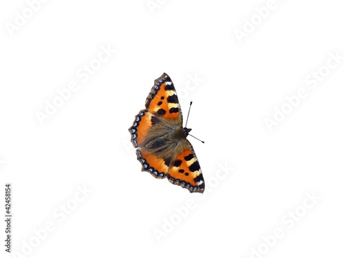 Papillon " La Petite Tortue"